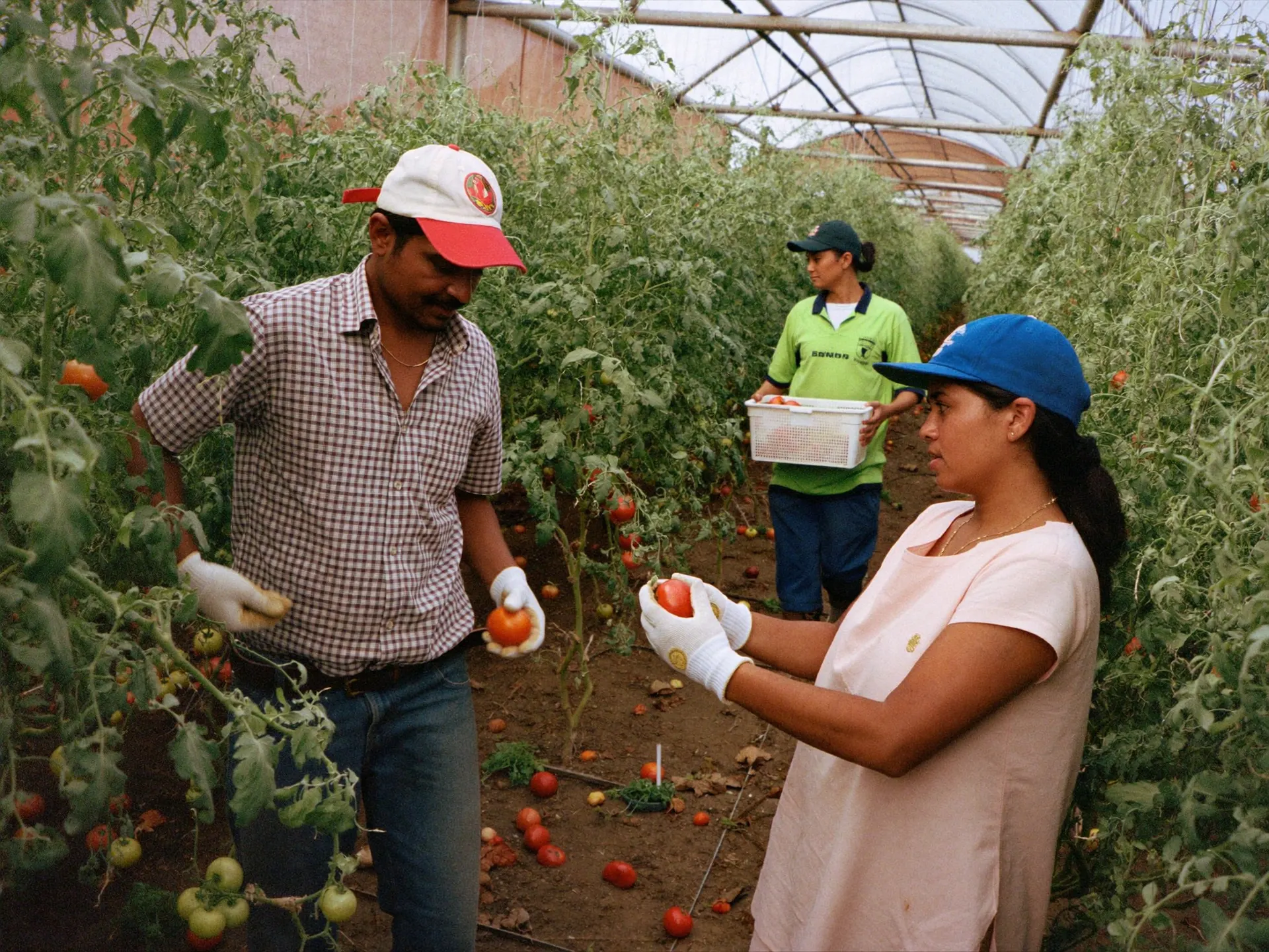 Indian farm workers harvesting vegetables in a commercial greenhouse